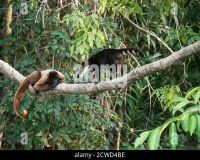 Gewöhnlicher Wollaffen, Lagothrix lagothricha, spielt mit Koati, Nasua nasua, Pacaya Samiria Reserve, Peru. Stockfoto