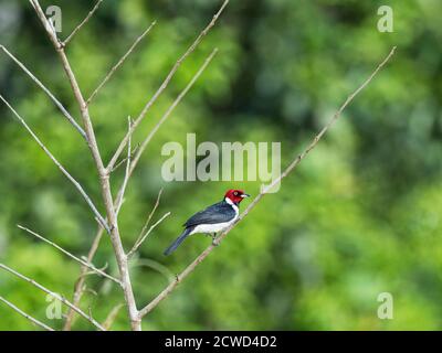 Erwachsene rotbedeckter Kardinal, Paroaria gularis, Magdalena Creek, Marañon River, Loreto, Peru. Stockfoto