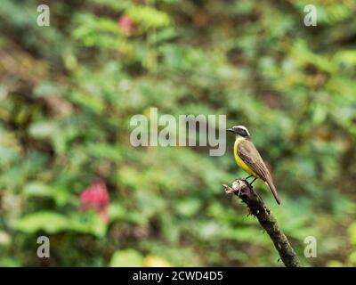Erwachsene kleiner kiskadee, Pitangus lictor, Belluda Creek, Ucayali River, Amazonasbecken, Loreto, Peru. Stockfoto