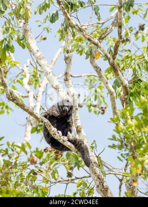 Ein erwachsener Mönch Saki Affe, Pithecia monachus, in der Nähe des Oxbow See Atun Poza, Iquitos, Peru. Stockfoto