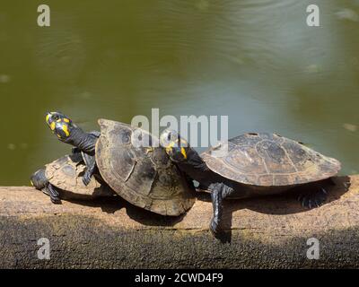 Gelbgefleckte Flussschildkröten, Podocnemis unifilis, im Amazonas-Rettungszentrum in Iquitos, Peru ausgestellt. Stockfoto