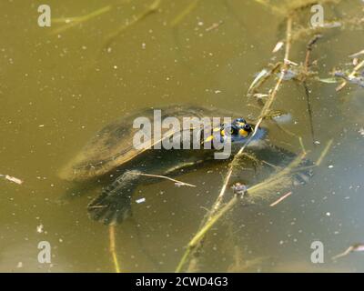 Die gelbgefleckte Flussschildkröte, Podocnemis unifilis, ist im Amazonas-Rettungszentrum in Iquitos, Peru ausgestellt. Stockfoto