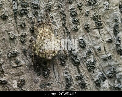 Erwachsene Proboscis Fledermäuse, Rhynchonycteris naso, ruhen während des Tages auf Belluda Creek, Ucayali River, Loreto, Peru. Stockfoto