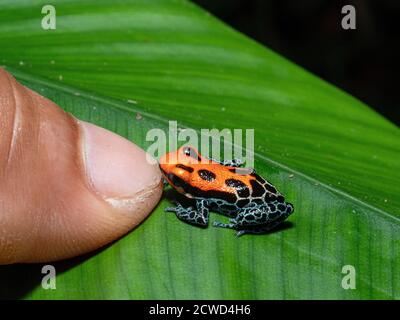 Ein erwachsener Rotrückengiftfrosch, Ranitomeya reticulata am Fluss Marañon, in der Nähe von Iquitos, Peru. Stockfoto