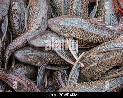 Die Tage fangen von verschiedenen Fischen in San Francisco Village, Amazonasbecken, Peru. Stockfoto