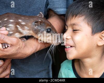 Ein kleiner Junge mit dem Familienhund, ein Agouti, Dasyprocta spp, in San Francisco Village, Amazonasbecken, Peru. Stockfoto