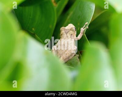 Ein erwachsener Henle's schnauzter Baumfrosch, Scinax pedromedinae, in der Nähe des Clavero-Sees, Amazonasbecken, Loreto, Peru. Stockfoto