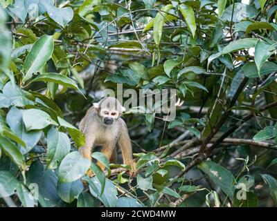 Adulter Eichhörnchen-Affe, Saimiri sciureus, Nauta Caño, Amazonasbecken, Loreto, Peru. Stockfoto