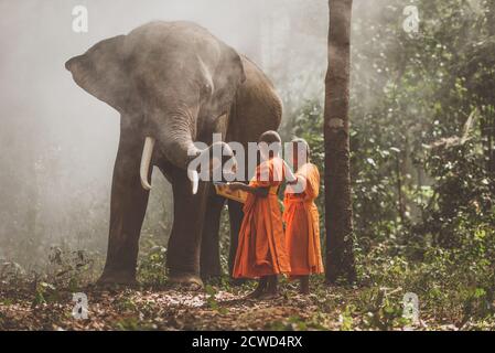 Thailändische Mönche studieren im Dschungel mit Elefanten Stockfoto