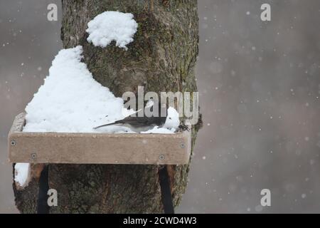 Ein nördlicher Junco, der im Winter in Trevor, Wisconsin, USA, auf einer mit Schnee bedeckten Plattform sitzt Stockfoto