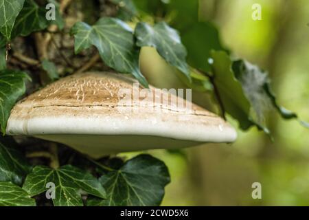 Birke Polypore, oder Piptoporus betulinus, wächst auf den Stämmen der Birken. Sie können die Birke langsam töten und sich dann vom toten Holz ernähren. Stockfoto