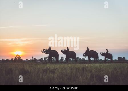 Der Mensch und sein Elefant im Norden thailands Stockfoto