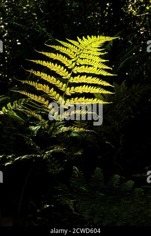 Ein hintergrundbeleuchteter Farn im September, im Frühherbst, in einem nahe gelegenen Wald. Stockfoto