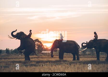 Der Mensch und sein Elefant im Norden thailands Stockfoto