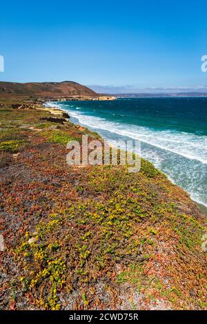 Farbenfrohe Bodenabdeckung am Skunk Point, Santa Rosa Island, Channel Islands National Park, California USA Stockfoto