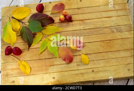 Bunte Herbstblätter in strukturiertem Muster für die Herbstsaison angeordnet Einfacher Hintergrund Stockfoto
