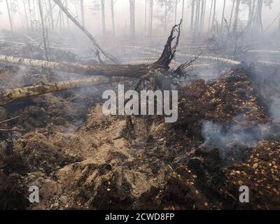 Torfböden sind in Flammen. Waldbrand und seine Folgen Stockfoto