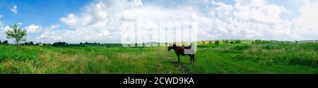 Wunderbares Panorama auf die Berge. Pferde auf einer Bergwiese. Sommer-Panorama-Landschaft in den Bergen. Ukraine, Karpaten. Schöne Natur V Stockfoto