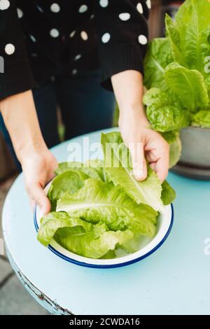 Mittelteil einer Frau, die die Salatblätter auf dem Teller hält Stockfoto