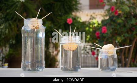 Drei Avocado Samen wachsen Wurzeln in Glasflaschen von verschiedenen Größe im Garten Stockfoto