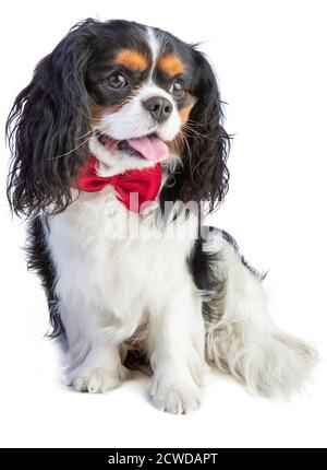 Cavalier König Charles Spaniel mit roter Fliege auf weiß Hintergrund Stockfoto