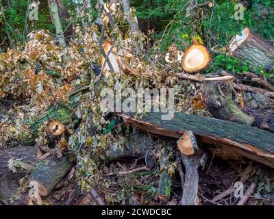 Überreste eines sehr großen Astes einer Eiche, die bei starken Winden herunterfiel und einen öffentlichen Fußweg in North Yorkshire blockierte, zerschnitten in kleine Stücke. Stockfoto