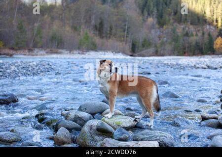 Ein Husky-Mischhund aus St. Bernard steht am felsigen Flussufer in Squamiah, British Columbia, mit Bäumen im Hintergrund Stockfoto