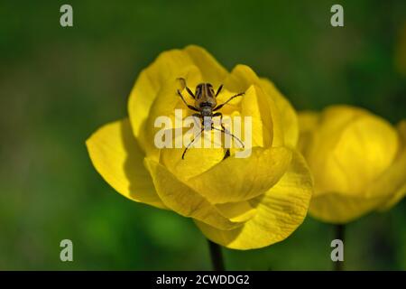 Käfer auf einer leuchtend gelben Trollius Blume. Frühlingsblumen auf einem verschwommenen Hintergrund. Die Globeflower. Gelbe Blüten Trollius oder Globeflower. Stockfoto