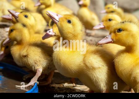 Eine Gruppe von Entlein. Anbauen von Geflügel zu Hause. Stockfoto