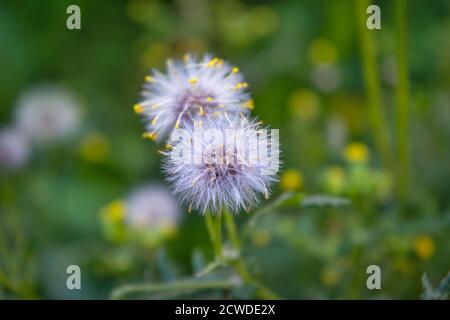 Weiße Blume mit flauschigen Samen Nahaufnahme. Abstrakter Pflanzenhintergrund. Stockfoto