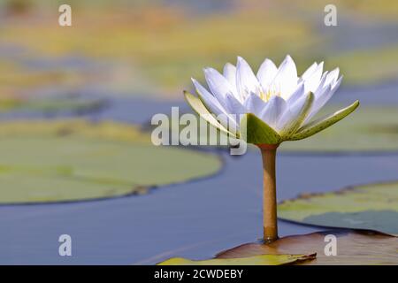 Wasserlilie des Lotussterns des weißen Sterns im Teich (Nymphaea nouchali) Stockfoto