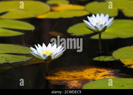 Blauer Stern Lotus Wasserlilie Blumen mit Lily Pads (Nymphaea nouchali) Stockfoto