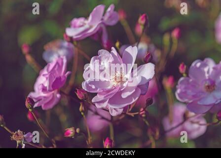 Elegante rosa Rosen im Sonnenuntergang dunkles Licht im Herbst englisch Garten Stockfoto