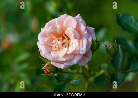 Pfirsich rosa Rose blüht im Landgarten (abwesende Freunde, Dickson) Stockfoto