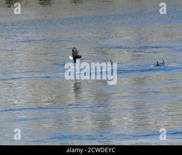 Adulter Weißkopfadler, der über dem Flusswasser in der Nähe von Kormoranen schwebt Stockfoto