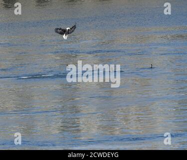 Adulter Weißkopfadler, der über dem Flusswasser in der Nähe von Kormoranen schwebt Stockfoto