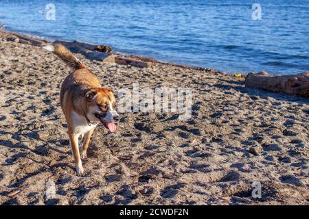 Ein St. Bernard Husky Cross Hund spielt am Ambleside Dog Beach in West Vancouver, British-Columbia, Kanada, an der Leine. Stockfoto