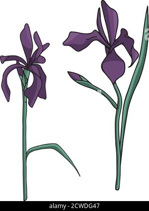 Set von Vektor irises zarten und raffinierten Blumen Stock Vektor