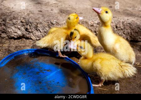 Eine Gruppe von Entlein. Anbauen von Geflügel zu Hause. Stockfoto