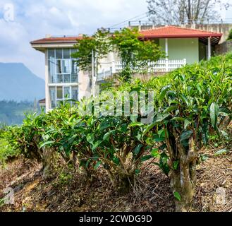 Teebuchsen, Teebaum Nahaufnahme auf dem Hintergrund einer Teeplantage Stockfoto