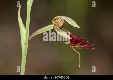 Rotbart Orchidee Pflanze mit Blume Stockfoto