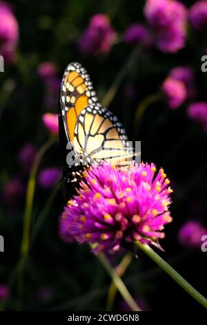 Monarchschmetterling (Danaus plexippus) auf einem Globus Amaranth (Gomphrena globosa 'Feuerwerk'?) In einem Park in Ottawa, Ontario, Kanada. Stockfoto