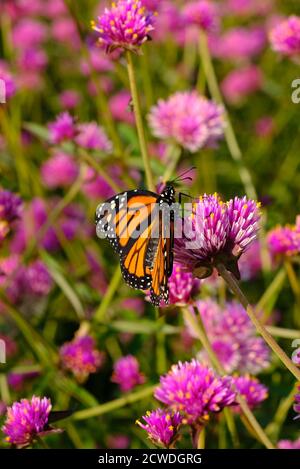 Monarchschmetterling (Danaus plexippus) auf einem Globus Amaranth (Gomphrena globosa 'Feuerwerk'?) In einem Park in Ottawa, Ontario, Kanada. Stockfoto