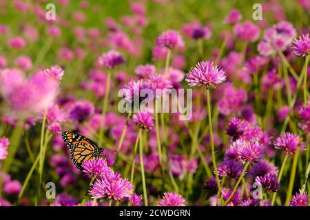 Monarchschmetterling (Danaus plexippus) auf einem Globus Amaranth (Gomphrena globosa 'Feuerwerk'?) In einem Park in Ottawa, Ontario, Kanada. Stockfoto