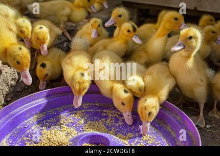 Eine Gruppe von Entlein. Anbauen von Geflügel zu Hause. Stockfoto