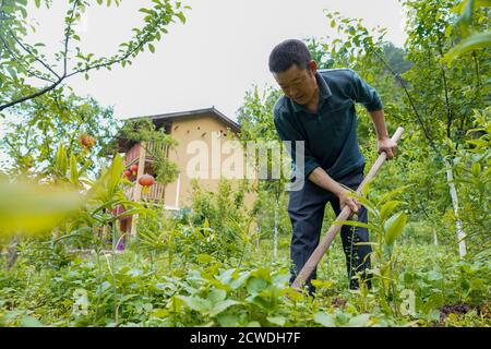 (200929) -- SHIZHU, 29. September 2020 (Xinhua) -- Chen Peng, ein Dorfbewohner aus einem verarmten Haushalt, begibt sich in einem verarmten Sealwürzefeld im Dorf Huaxi der Gemeinde Zhongyi, Autonomer Bezirk Shizhu Tujia, südwestlich von Chongqing, 8. Mai 2020. Zhongyi Gemeinde in Chongqing hatte eine hohe Inzidenz von Armut aufgrund schlechter Bodenqualität und unbequem Transport in einem bergigen Gelände. Vor 2018 gingen mehr als 60 Prozent der Arbeitskräfte im Dorf Huaxi in andere Städte, um ihren Lebensunterhalt zu verdienen, was fast 60 Prozent des Ackerlandes unbebaut ließ. Aber Armut wieder Stockfoto