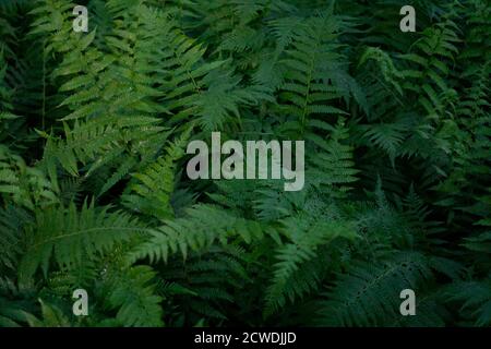 Nahaufnahme von grünen Farnen in einem Wald. Hintergrund aus grünen Farnblättern Stockfoto