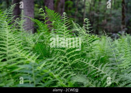 Nahaufnahme von grünen Farnen in einem Wald. Hintergrund aus grünen Farnblättern Stockfoto