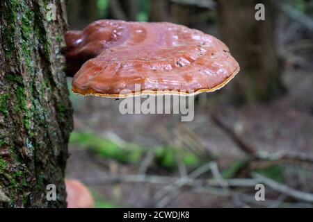 Große Polypore, die auf einer Rinde eines Baumes im Wald wächst. Nahaufnahme eines Rotzunder-Pilzes auf einem Baum Stockfoto