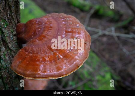 Große Polypore, die auf einer Rinde eines Baumes im Wald wächst. Nahaufnahme eines Rotzunder-Pilzes auf einem Baum Stockfoto